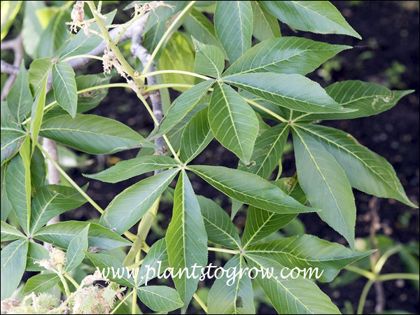 The palmately compound leaves  are each made up of 5 leaflets.